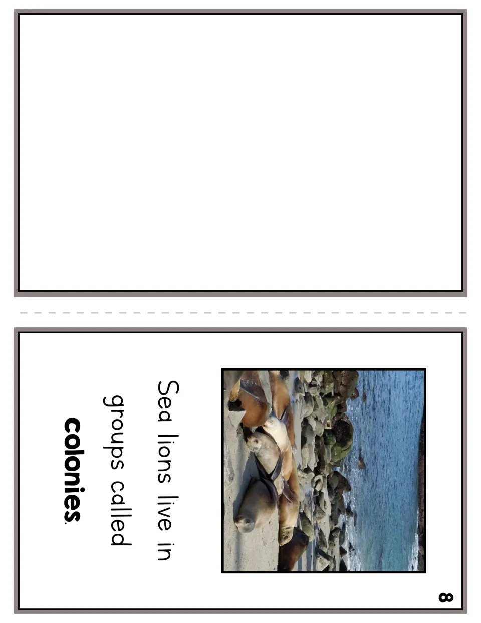 Reader page 8 states that sea lions live in groups called colonies, with a group photograph and a blank panel