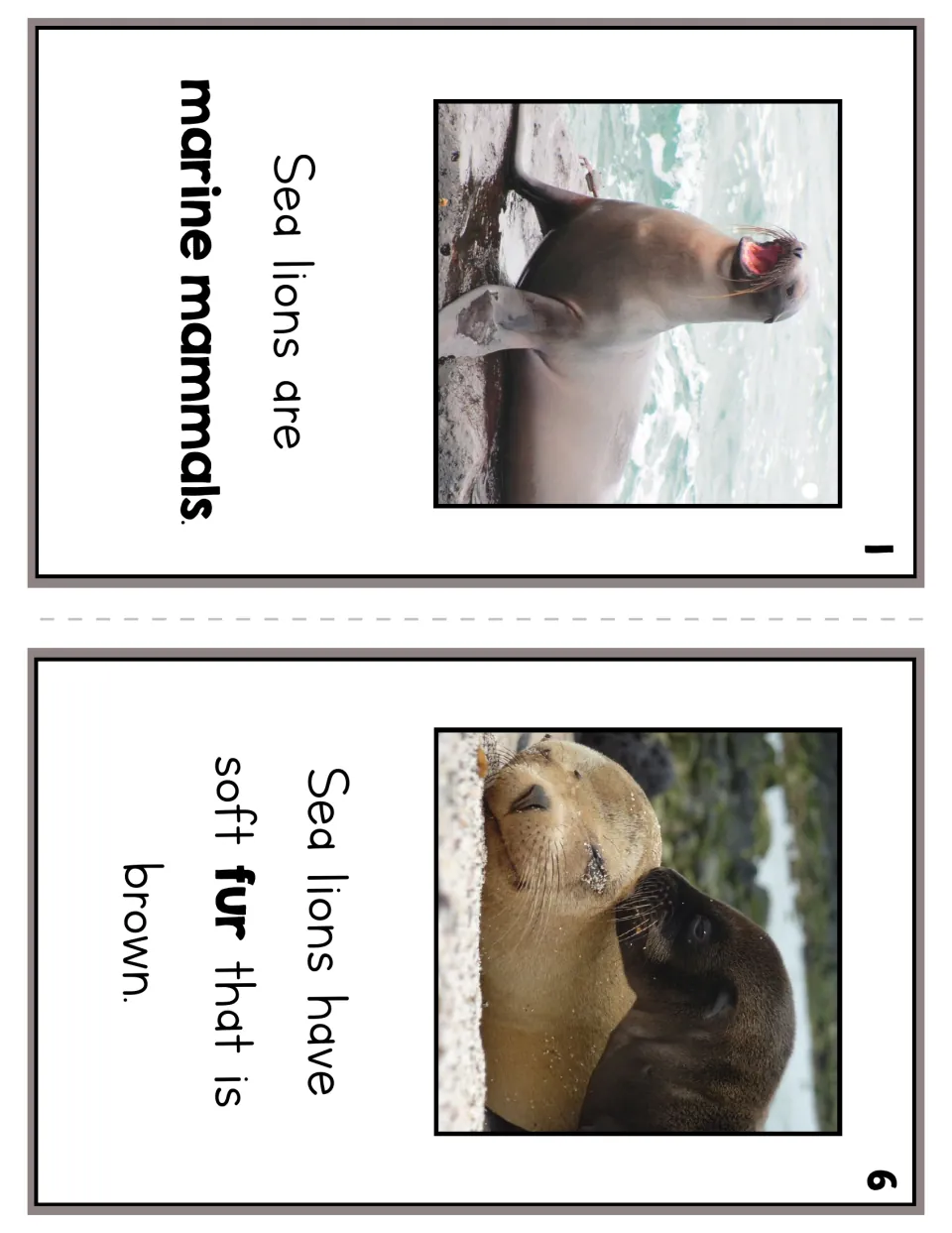 Reader pages 1 and 6 introduce sea lions as marine mammals and describe their soft brown fur, with photographs