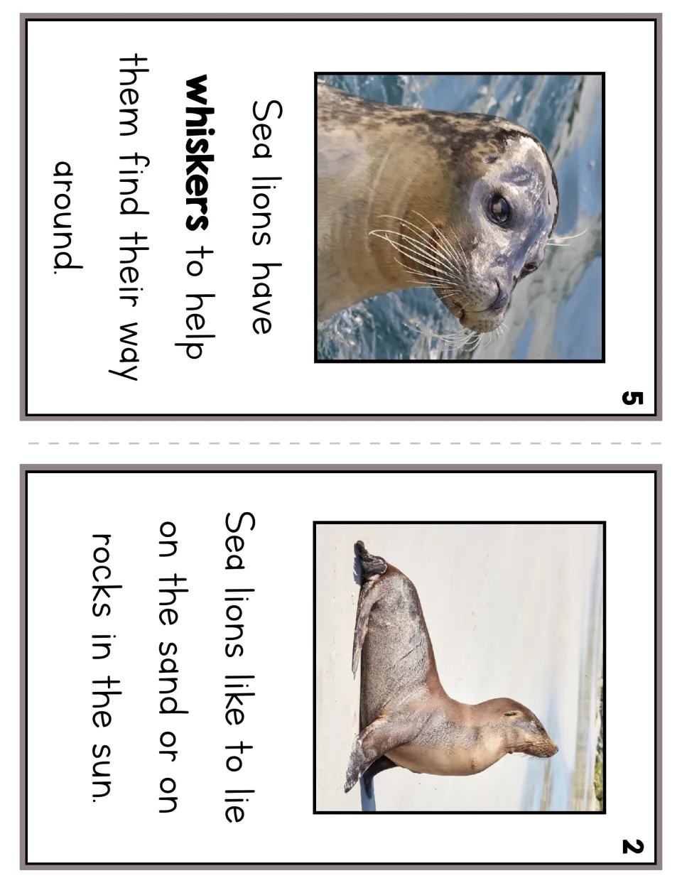 Reader pages 5 and 2 explain whiskers helping sea lions find their way and resting on sand or rocks in the sun