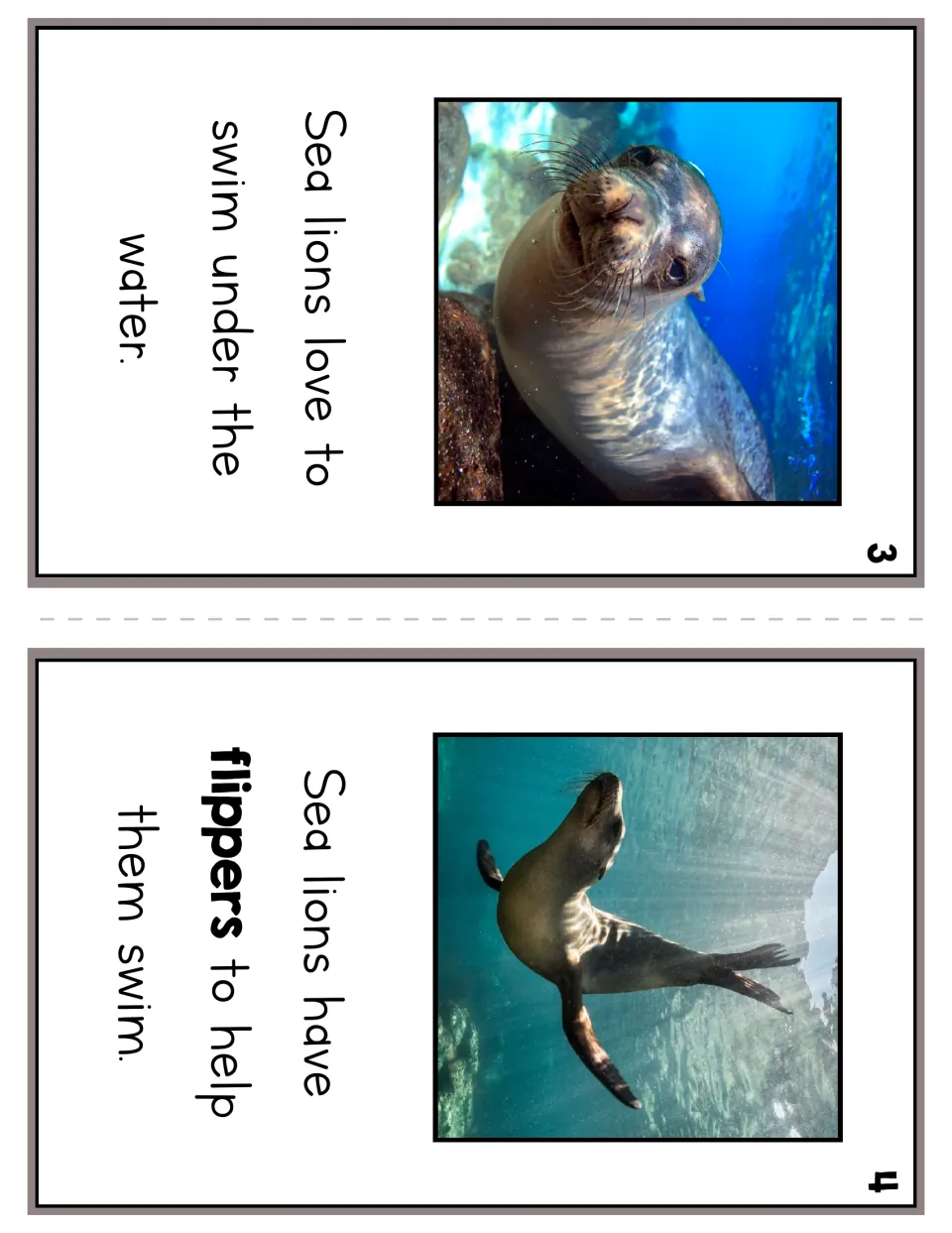 Reader pages 3 and 4 describe sea lions swimming underwater and using flippers to swim, with photographs