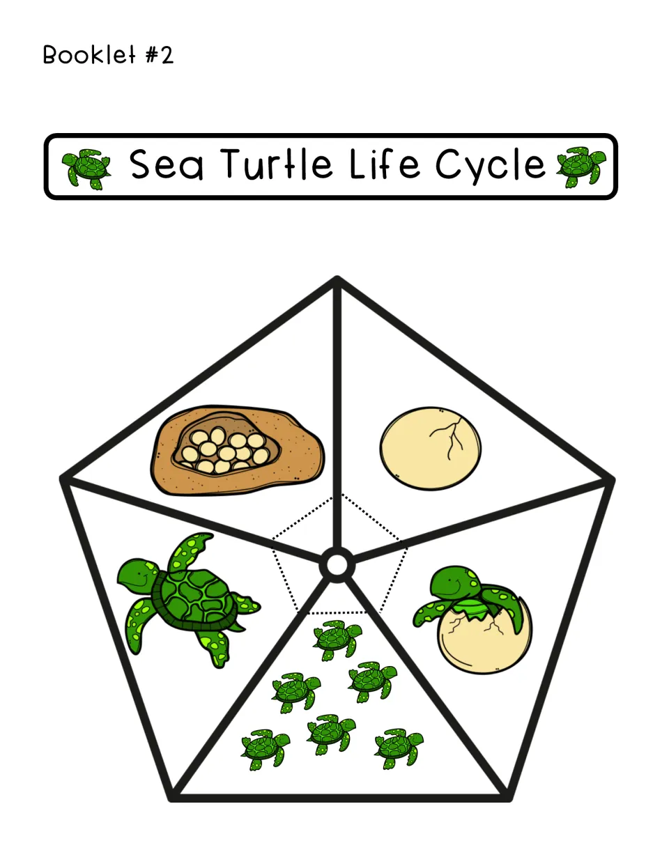 Sea Turtle Life Cycle flap book: five flaps show a nest of eggs, cracked egg, hatchling, baby turtles and an adult turtle