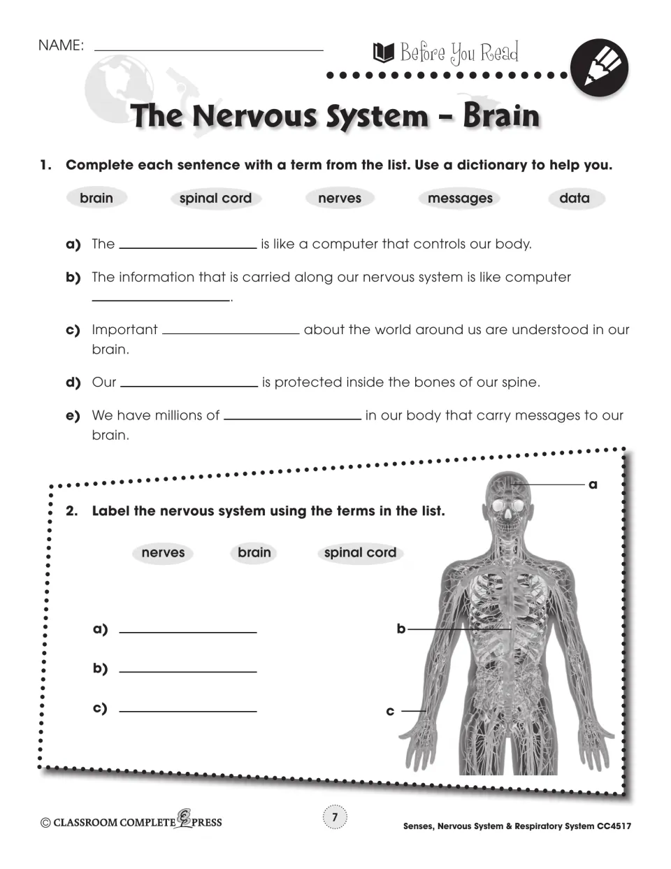 Before You Read, brain: sentences using brain, spinal cord, nerves, messages, data; label a body diagram