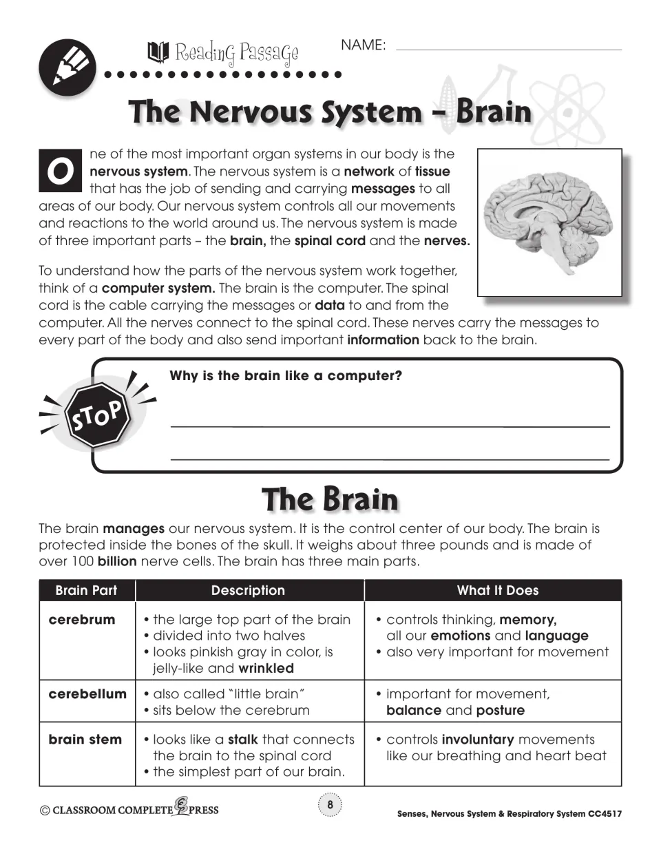 Brain reading passage: the nervous system as a computer, and a table on the cerebrum, cerebellum and brain stem