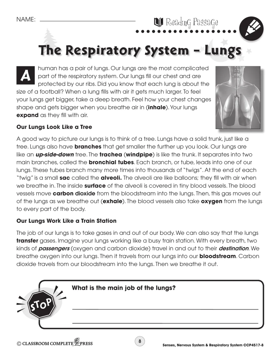 Reading passage on how lungs work, comparing them to an upside-down tree and a train station, with a STOP question