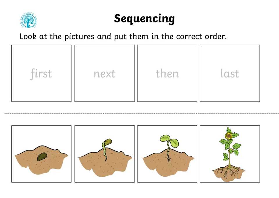 Seed growing: students sequence four pictures from a seed in soil to a sprout, a seedling and a flowering sunflower