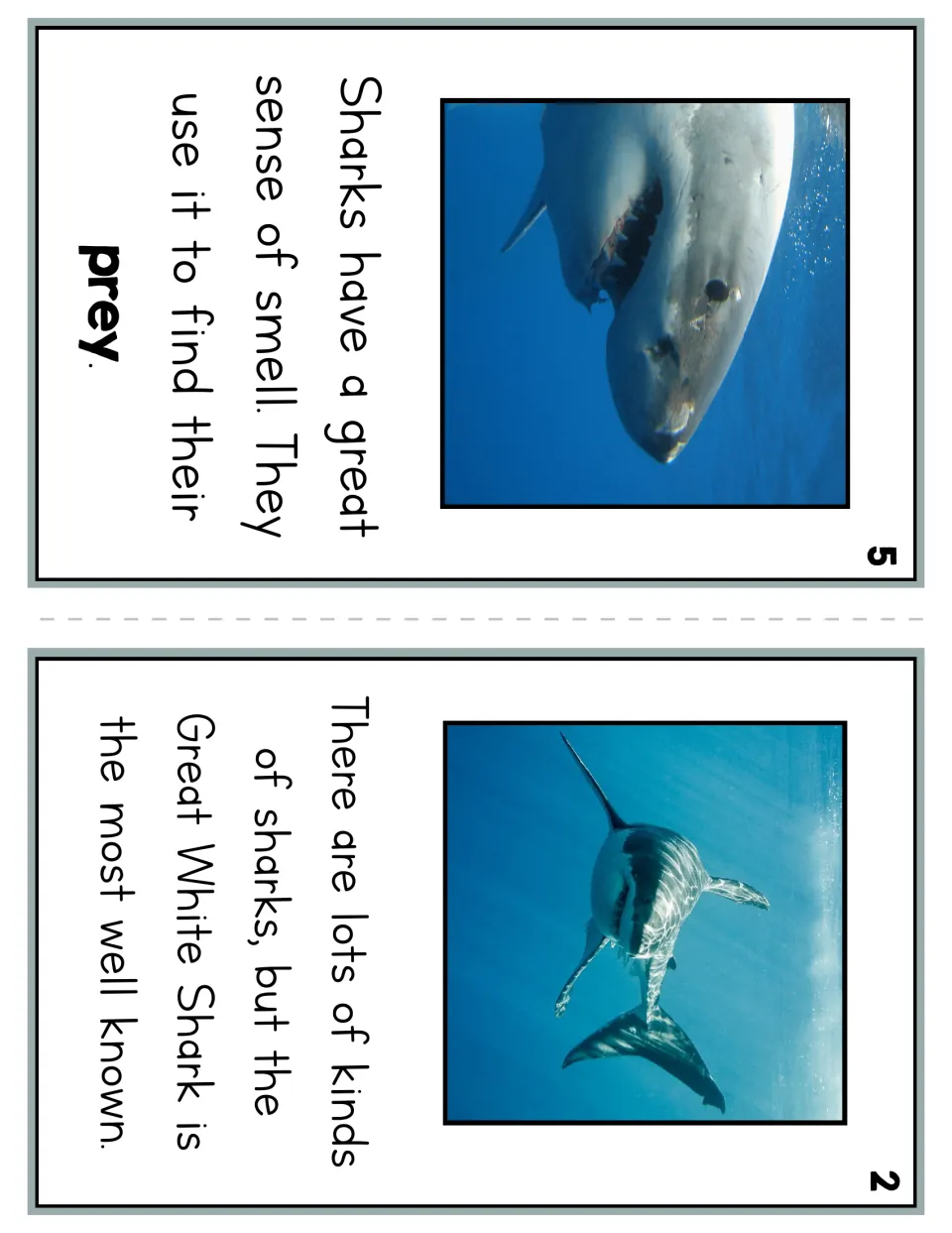 Reader pages 5 and 2 describe sharks using smell to find prey and introduce the well-known great white shark