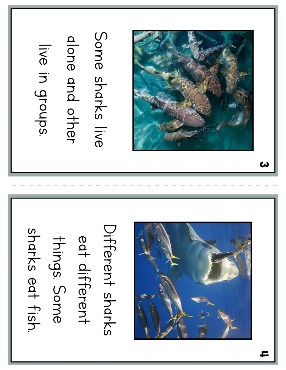 Reader pages 3 and 4 explain that sharks live alone or in groups and eat different things, including fish