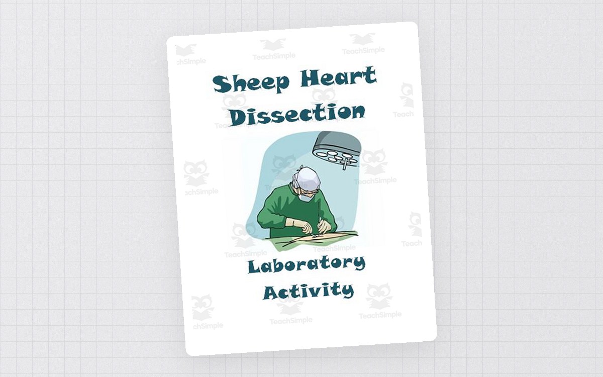Sheep Heart Dissection Lab ~ Anatomy and Physiology preview
