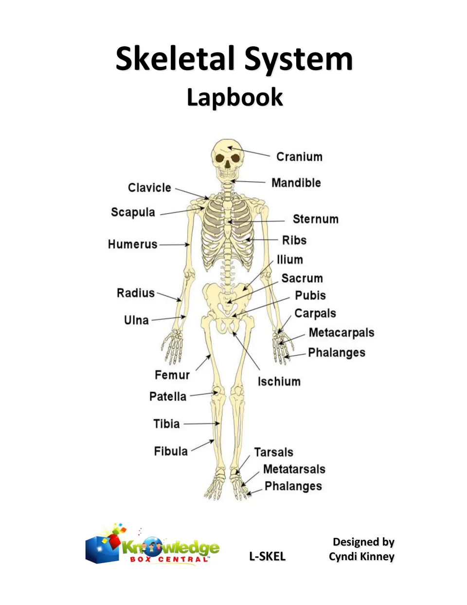 Skeletal System Lapbook cover with a labeled human skeleton diagram naming the cranium, ribs, femur, tibia and more