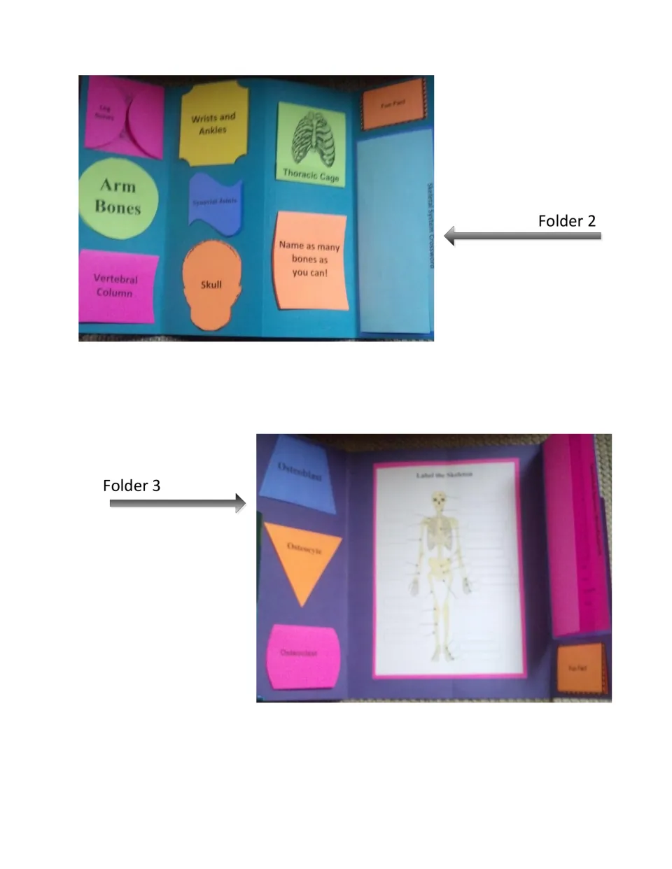 Photos of completed Folders 2 and 3 holding Arm Bones, Skull, Thoracic Cage and a Label the Skeleton sheet