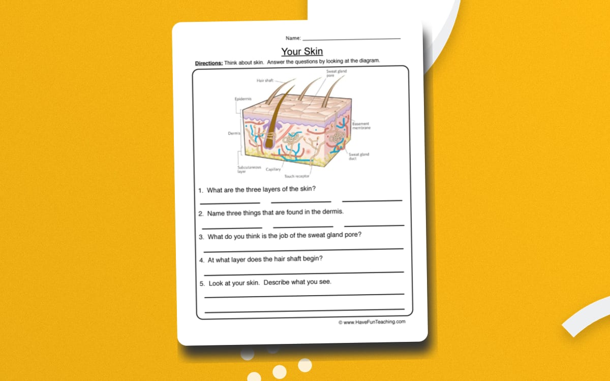 Skin Diagram Worksheet – Body Systems Activity preview