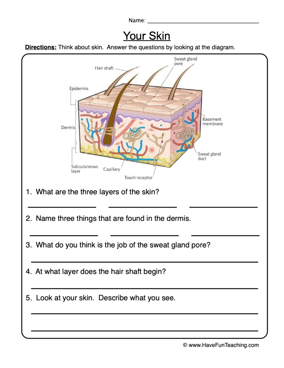 Your Skin: students use a labeled skin cross-section diagram to answer 5 questions on skin layers, dermis and hair shaft