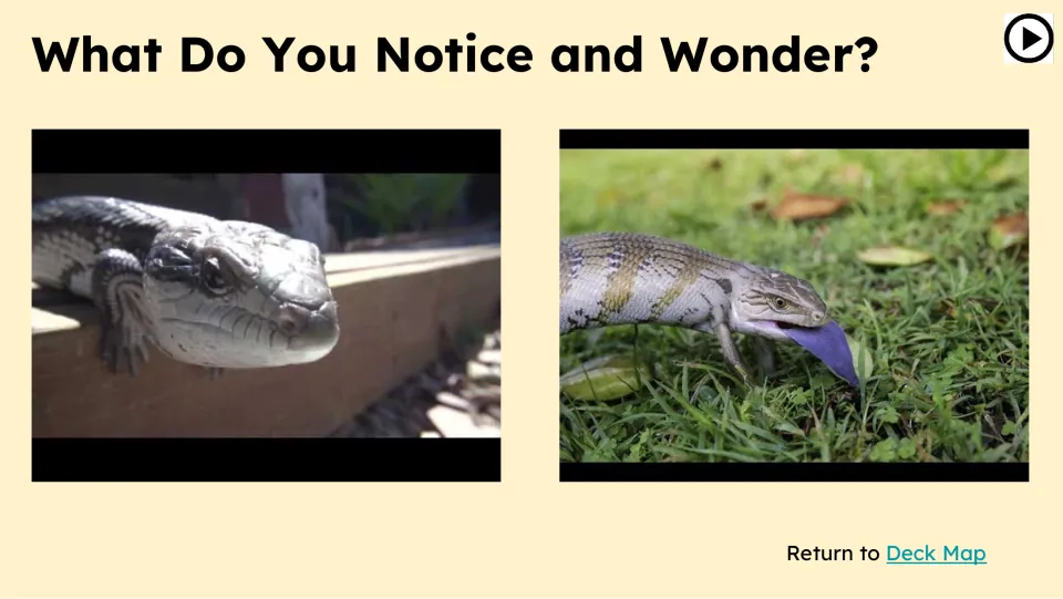 Opening observation prompt asks 'What Do You Notice and Wonder?' beside two skinks, one showing a blue tongue.