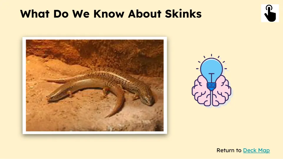 Follow-up knowledge slide asks 'What Do We Know About Skinks' above a photograph of skinks on rocky ground.