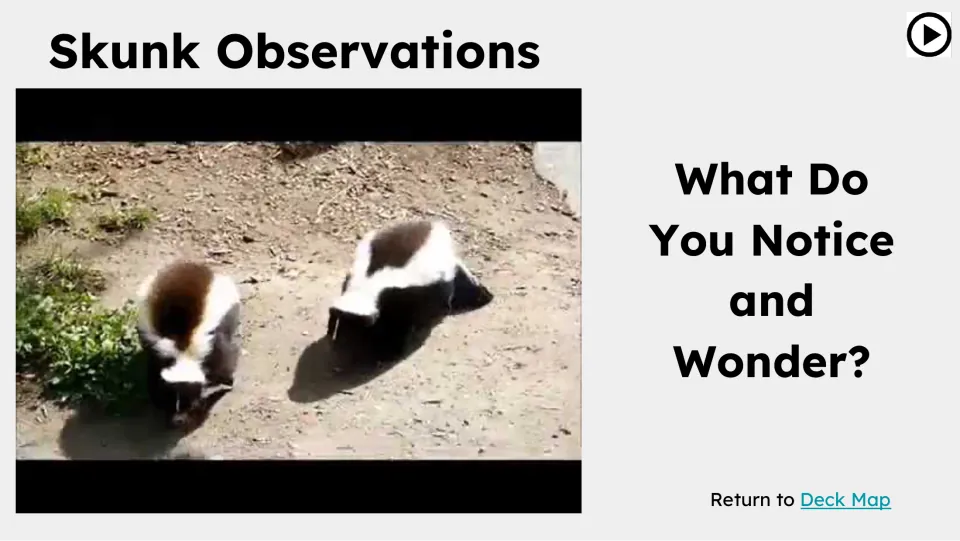 Observation slide introduces a skunk video and asks students, 'What Do You Notice and Wonder?'