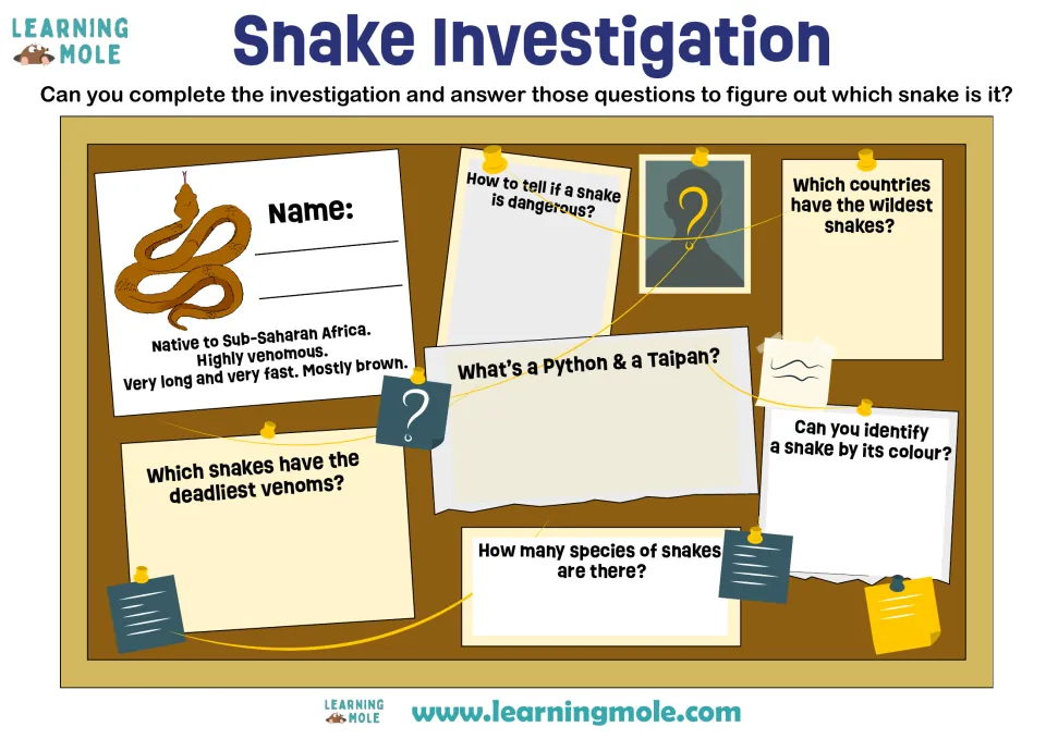 Snake Investigation: students research venom, pythons, taipans and species to identify a fast, brown, venomous African snake