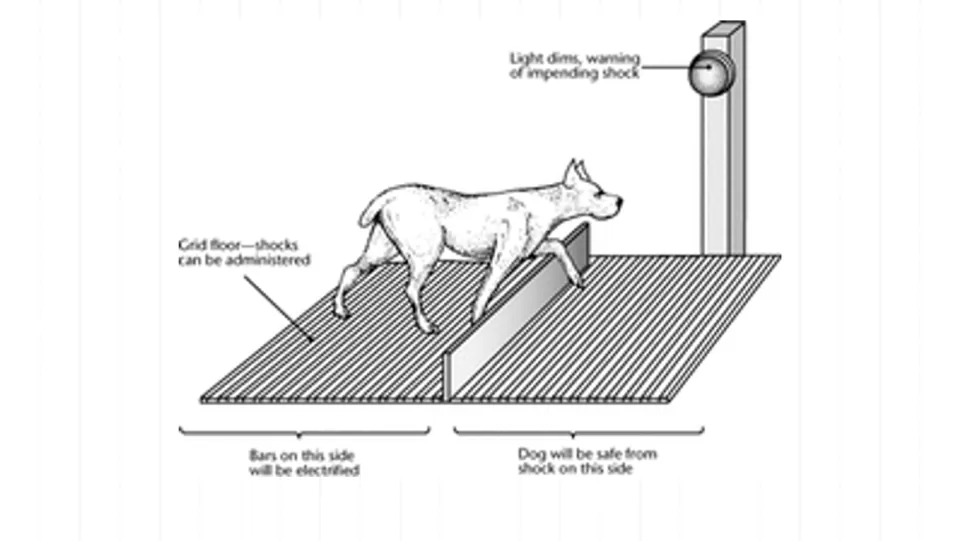 Dog shock-study diagram in the lecture showing an electrified side, a safe side, and a warning light