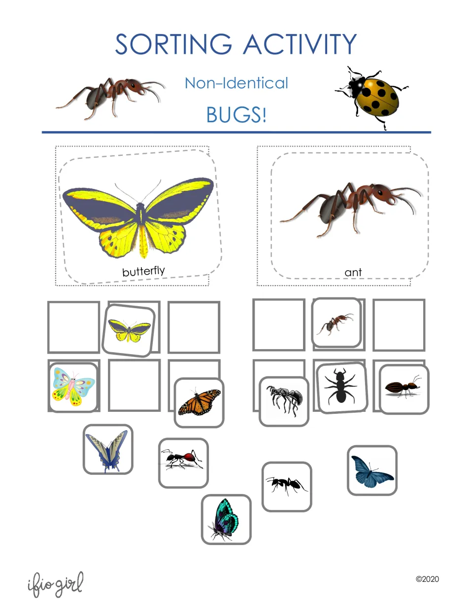 Non-identical bugs sorting cover: butterfly and ant header cards with varied butterfly and ant photos sorted beneath each
