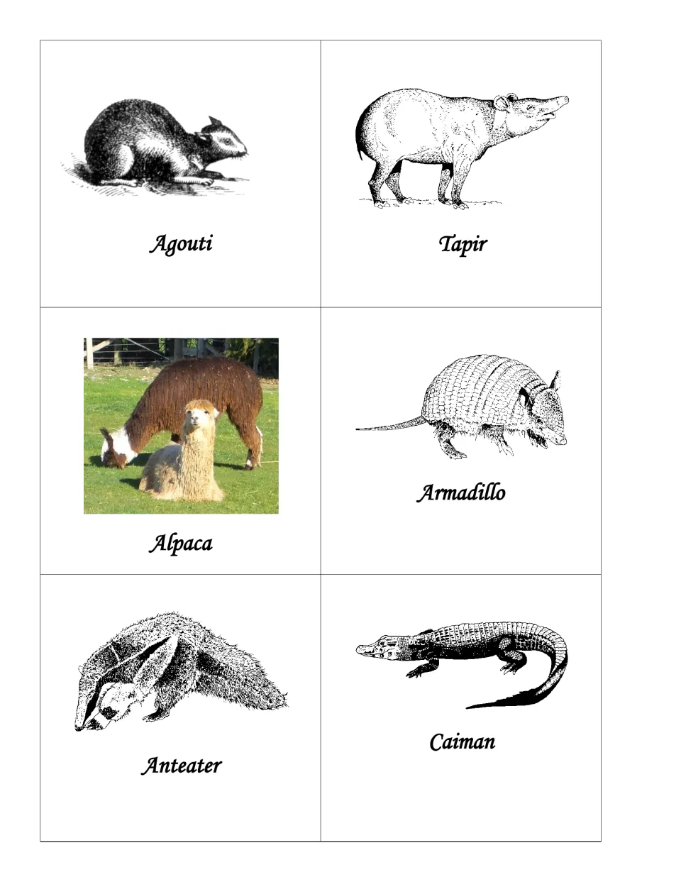 Animal picture cards labeled agouti, tapir, alpaca, armadillo, anteater and caiman for cutting out