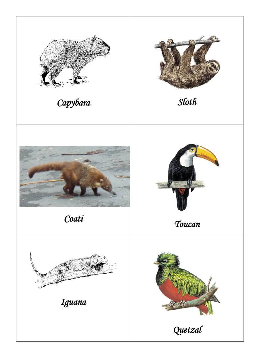Animal picture cards labeled capybara, sloth, coati, toucan, iguana and quetzal for cutting out and gluing