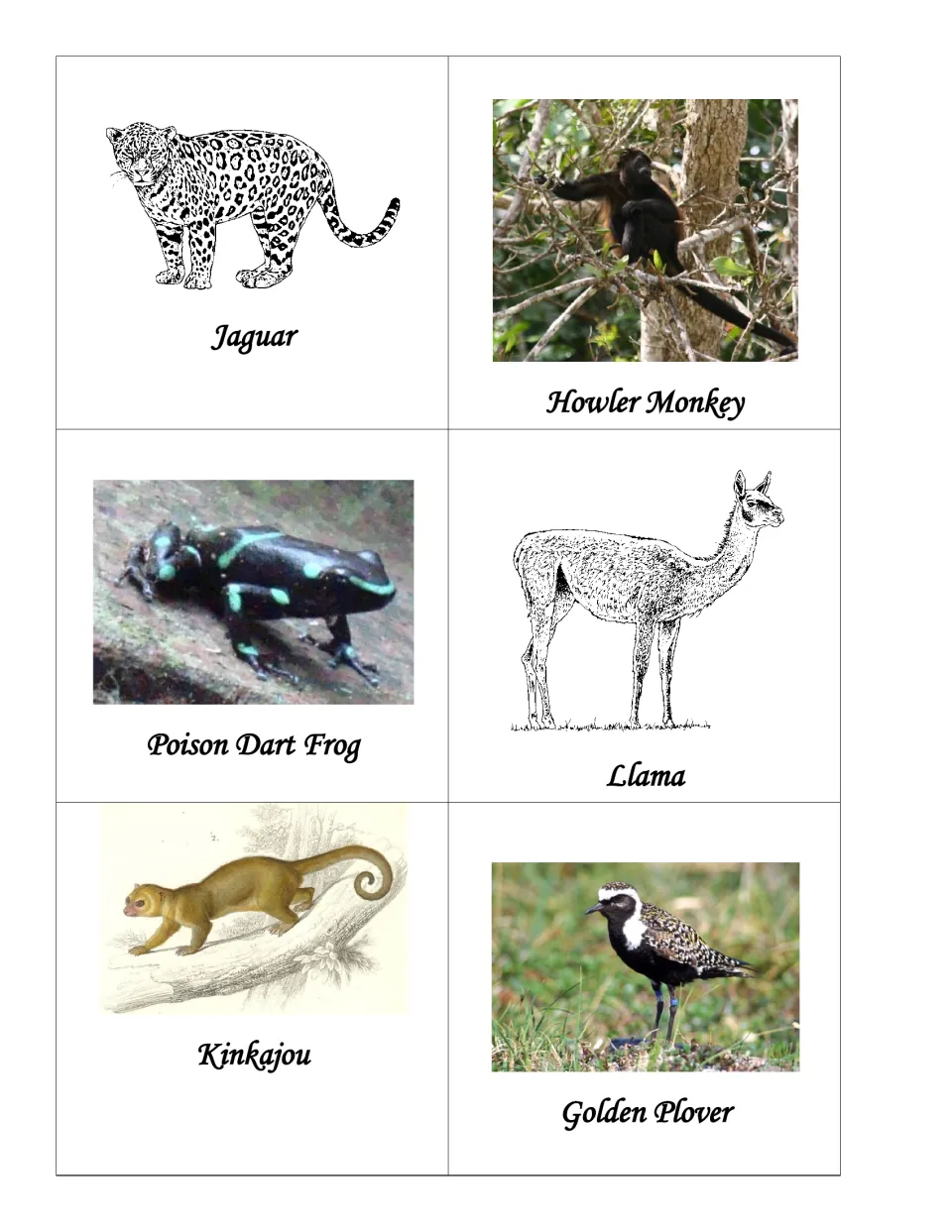 Animal picture cards labeled jaguar, howler monkey, poison dart frog, llama, kinkajou and golden plover