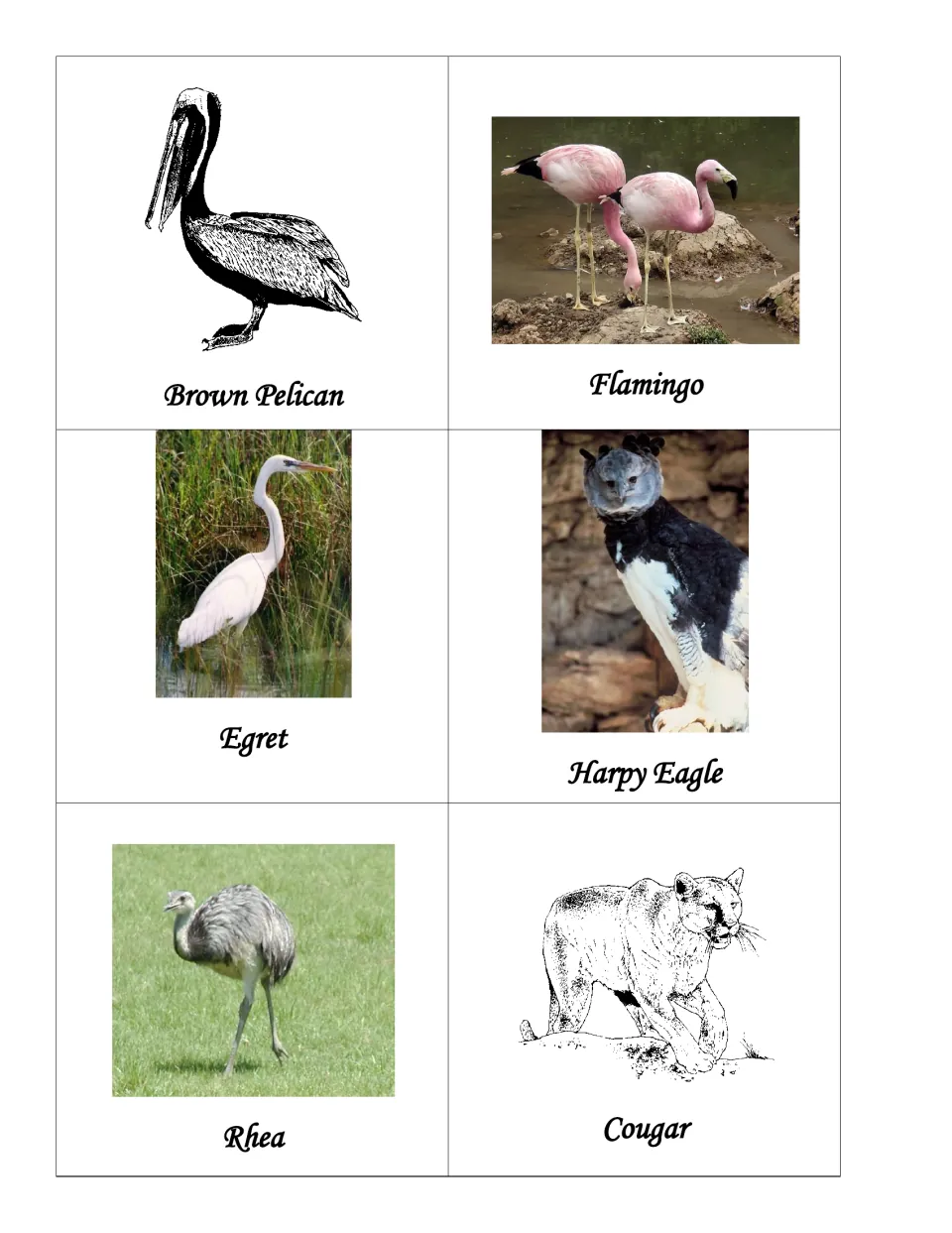 Animal picture cards labeled brown pelican, flamingo, egret, harpy eagle, rhea and cougar for the lapbook