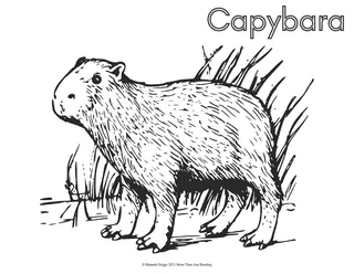 South American Animals Coloring Pages – sample page 4