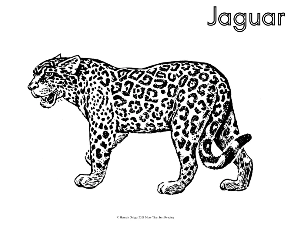 Jaguar coloring page: students color a detailed drawing of a jaguar walking in profile, its coat covered in rosette spots