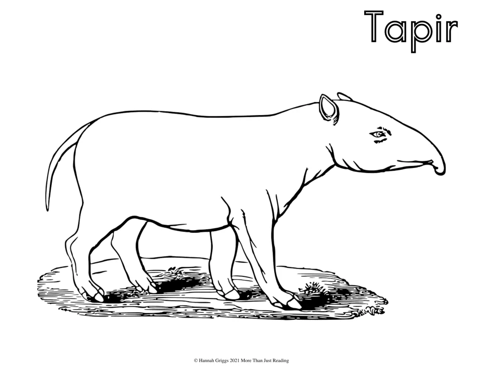 Tapir coloring page: students color a line drawing of a tapir standing on a patch of ground, showing its long snout