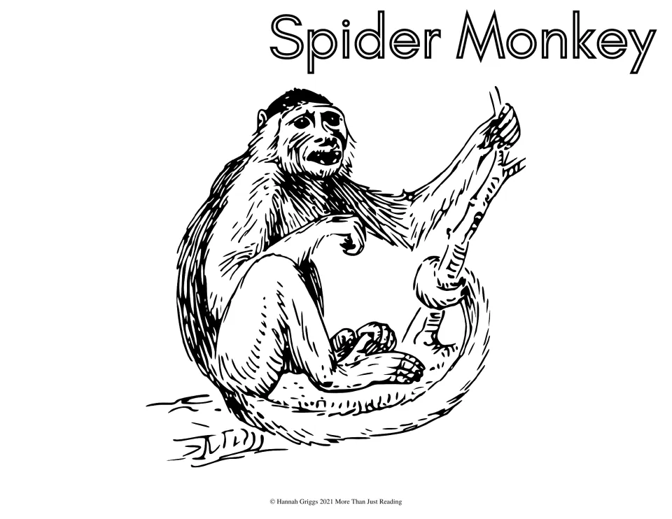 Spider monkey coloring page: students color a detailed drawing of a monkey sitting on a branch with its tail curled round