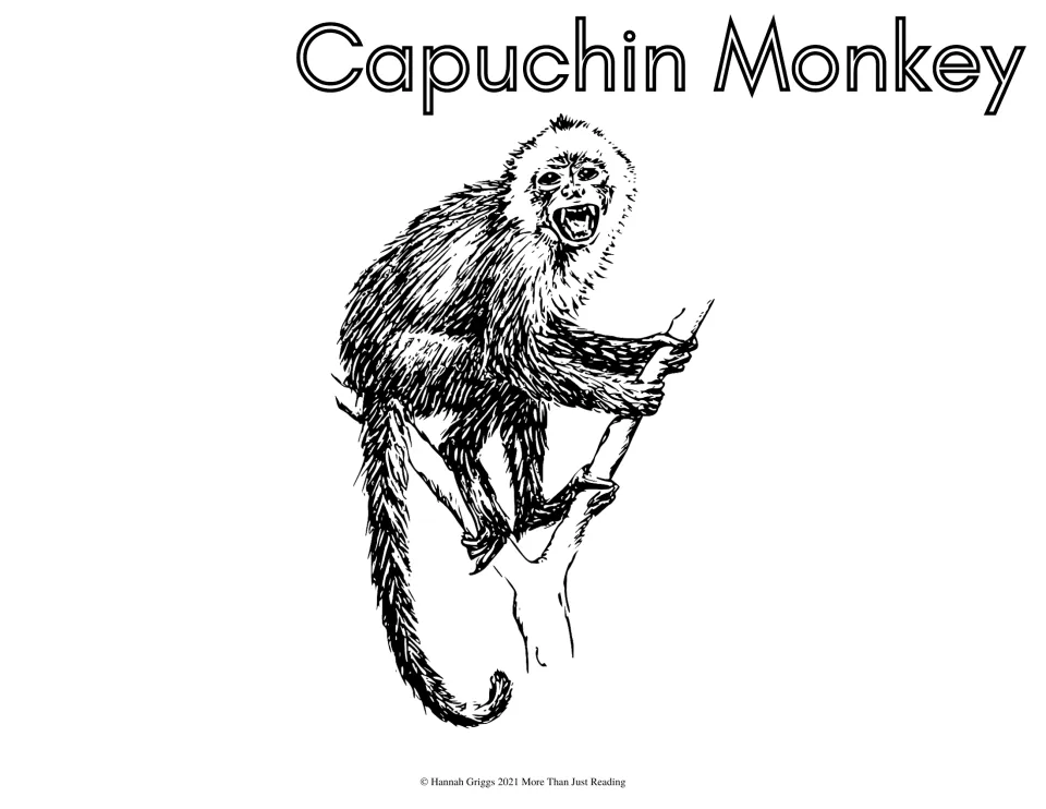 Capuchin monkey coloring page: students color a detailed drawing of a monkey climbing a tree branch, long tail hanging