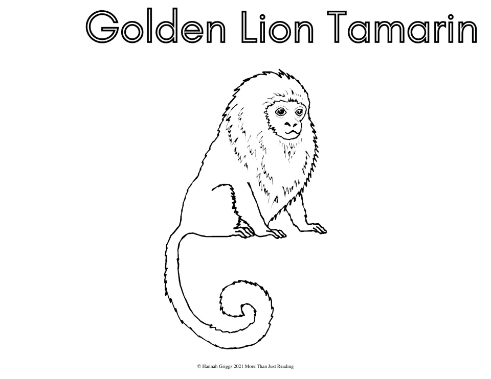 Golden lion tamarin coloring page: students color a line drawing of a sitting tamarin with a thick mane and curled tail