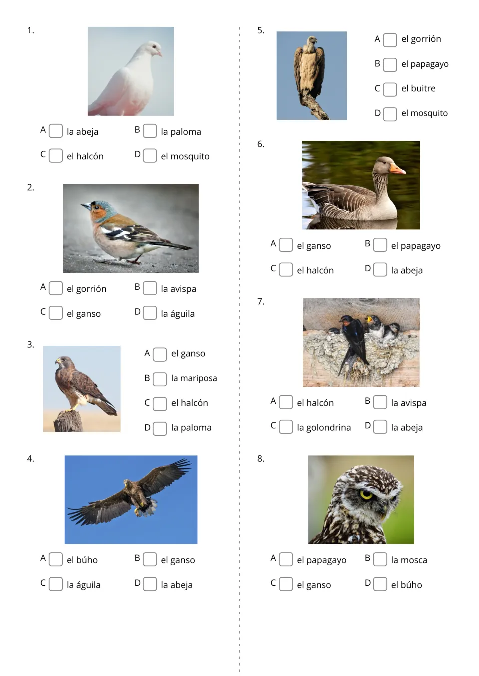 Spanish photo identification items 1–8 offer four word choices for dove, sparrow, falcon, and five more birds