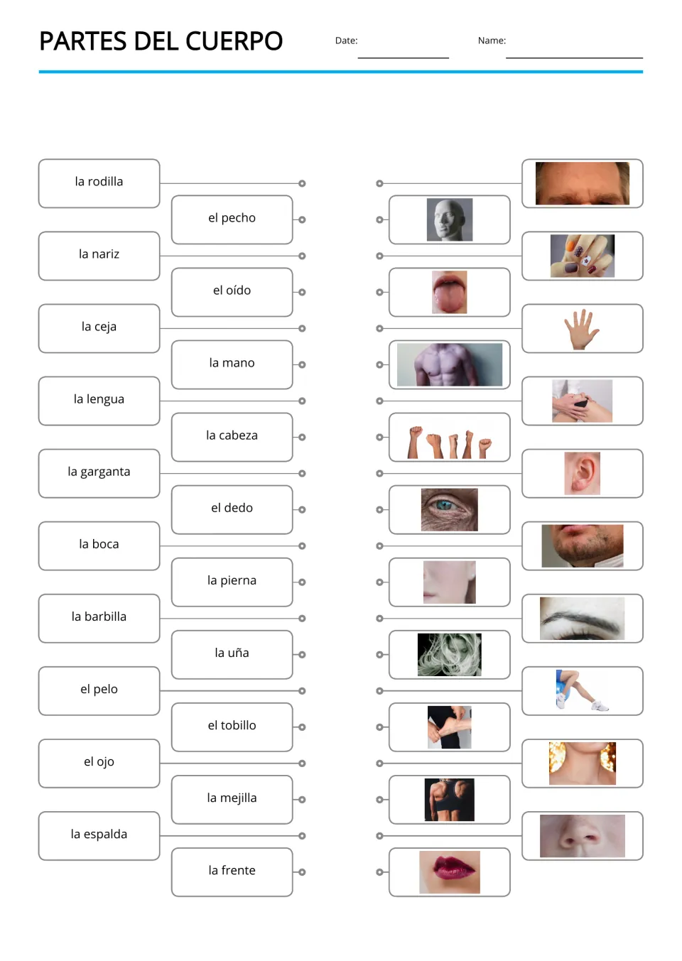 Partes del cuerpo matching, reversed: students connect 20 Spanish words such as la rodilla and el pecho to body photos
