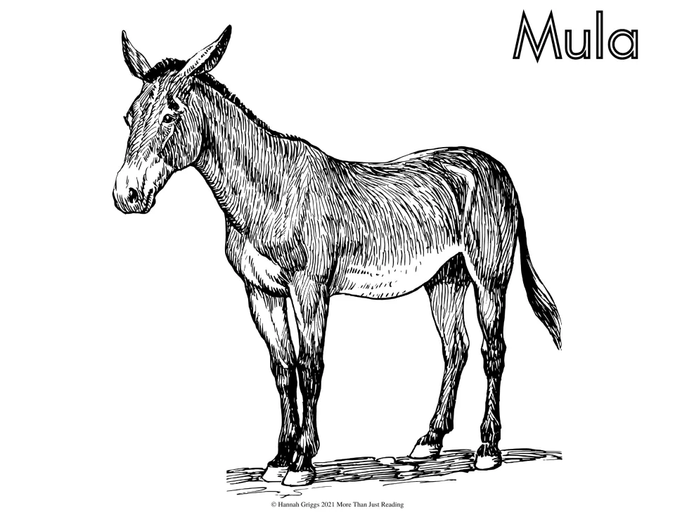 Spanish farm vocabulary coloring page labeled 'Mula' (mule), featuring a standing mule with a shaggy coat