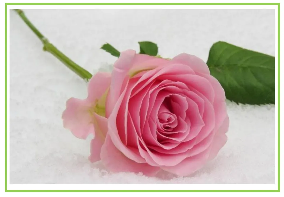 Picture-only rose flashcard for Spanish plant vocabulary, showing a pink bloom with its stem and leaves