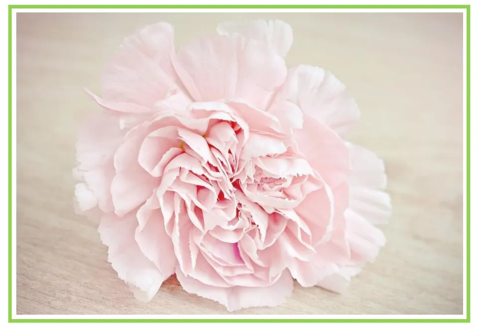 Picture-only carnation flashcard for Spanish plant vocabulary, showing a pale pink flower with ruffled petals