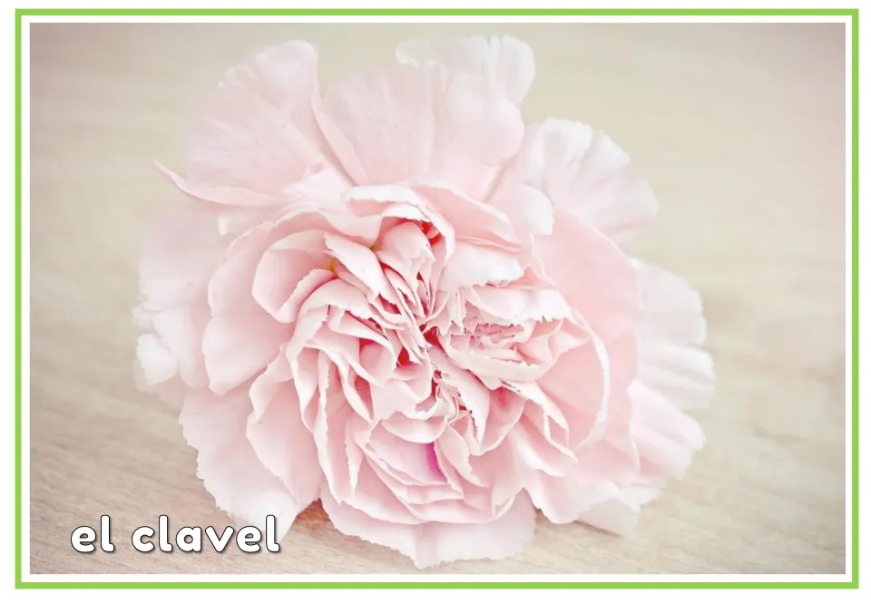 Spanish plant vocabulary flashcard labeled 'el clavel' (carnation), showing a pale pink, ruffled flower