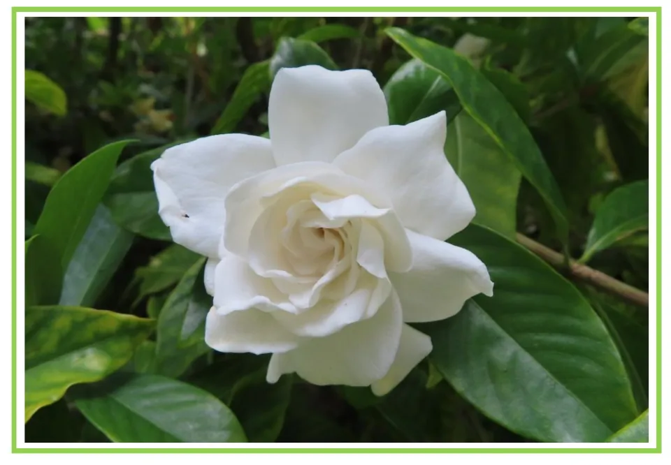 Picture-only gardenia flashcard for Spanish plant vocabulary, showing a white flower among green leaves