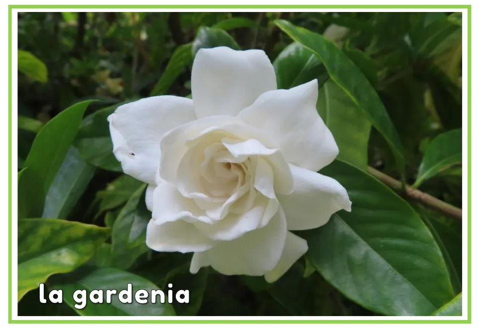 Spanish plant vocabulary flashcard labeled 'la gardenia' (gardenia), showing a white bloom and green leaves
