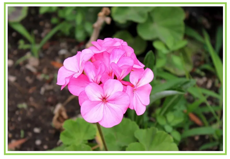 Picture-only geranium flashcard for Spanish plant vocabulary, showing a cluster of bright pink flowers