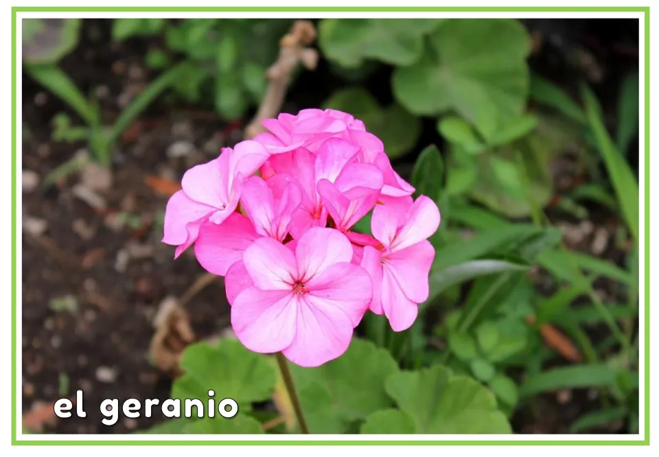 Spanish plant vocabulary flashcard labeled 'el geranio' (geranium), showing a cluster of pink flowers
