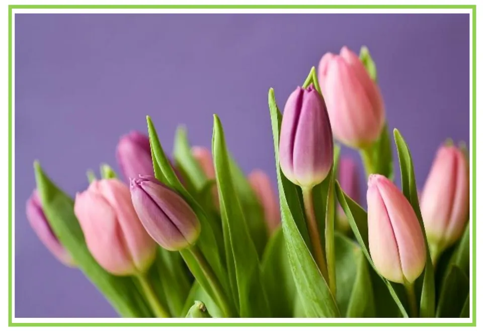 Picture-only tulip flashcard for Spanish plant vocabulary, showing pink and purple blooms with green leaves