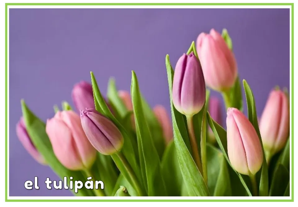 Spanish plant vocabulary flashcard labeled 'el tulipán' (tulip), showing pink and purple tulip blooms