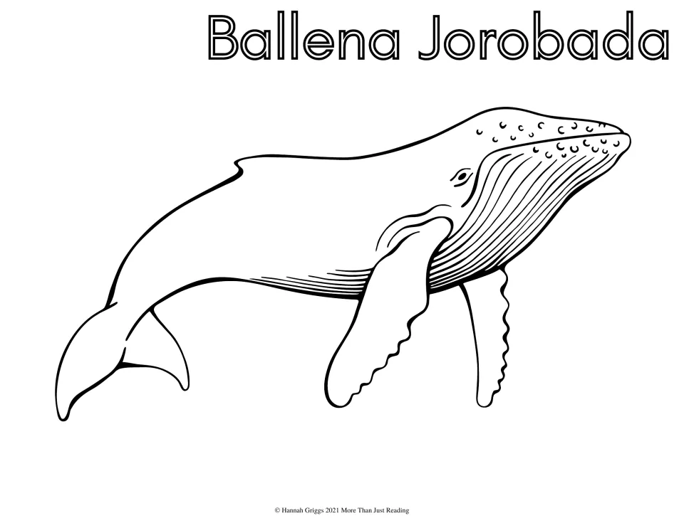 Ballena Jorobada (humpback whale): students color a humpback whale with long scalloped flippers and its Spanish name