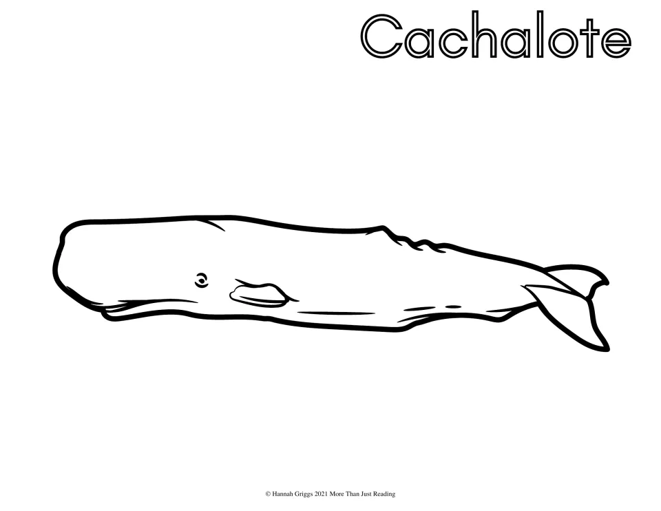 Cachalote (sperm whale): students color a sperm whale with a large square head and tail fluke, plus its name