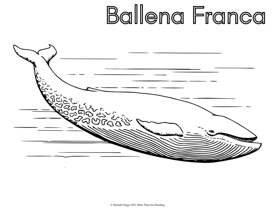 Ballena Franca: students color a detailed diving whale with mottled skin and throat grooves, plus its Spanish name