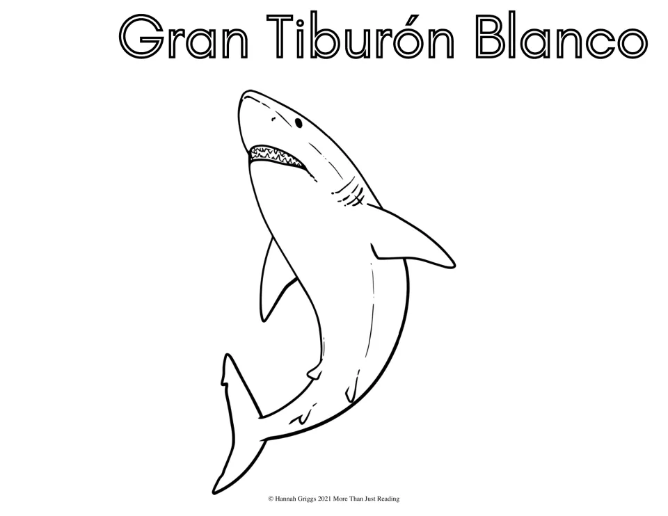 Gran Tiburón Blanco (great white shark): students color a shark swimming upward with open toothy jaws, plus its name