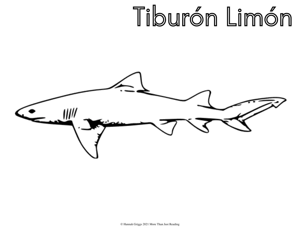 Tiburón Limón (lemon shark): students color a side-view lemon shark with two dorsal fins and its Spanish name