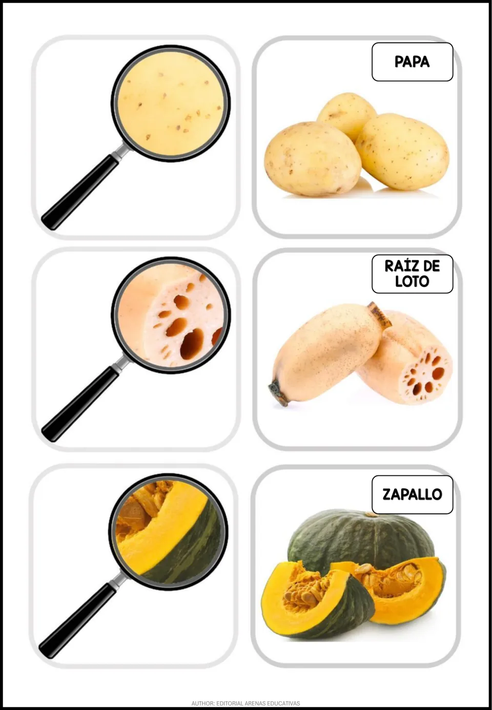 Spanish flashcards: papa (potato), raíz de loto (lotus root), and zapallo (squash), with photo details